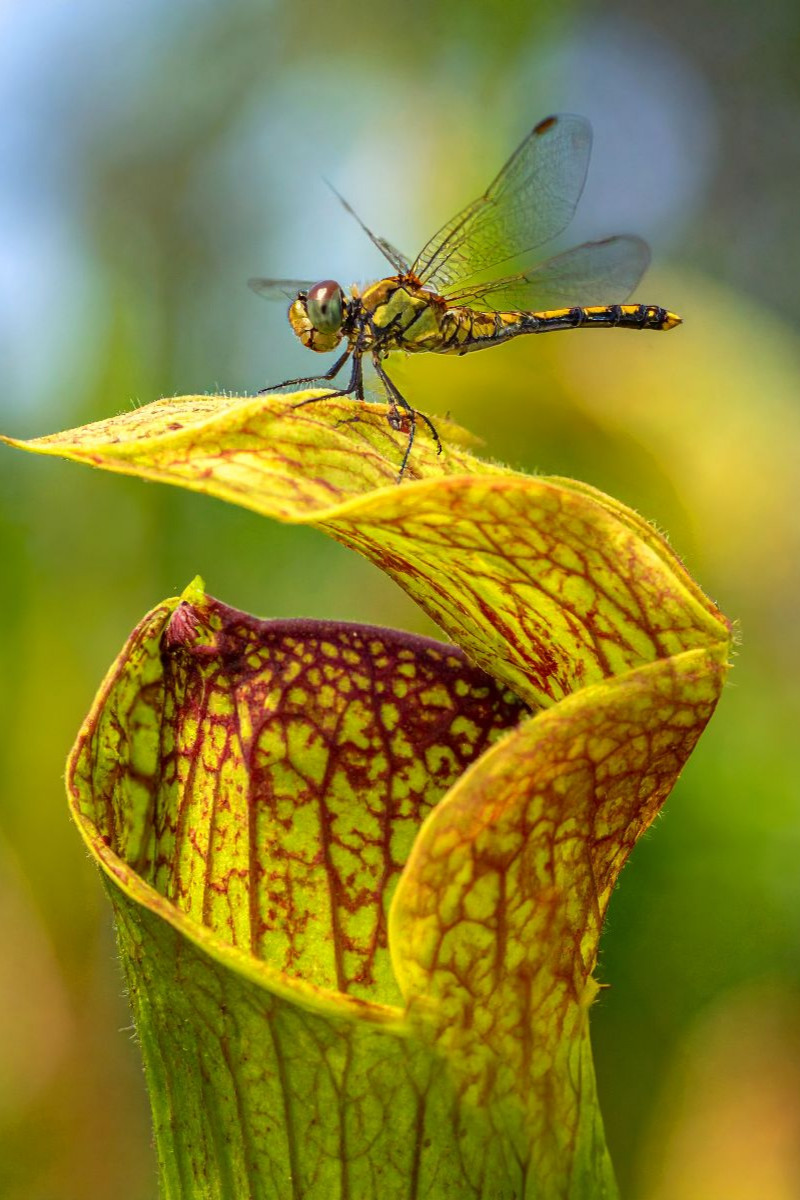 Fleischfressende Sarracenia mit Besucher