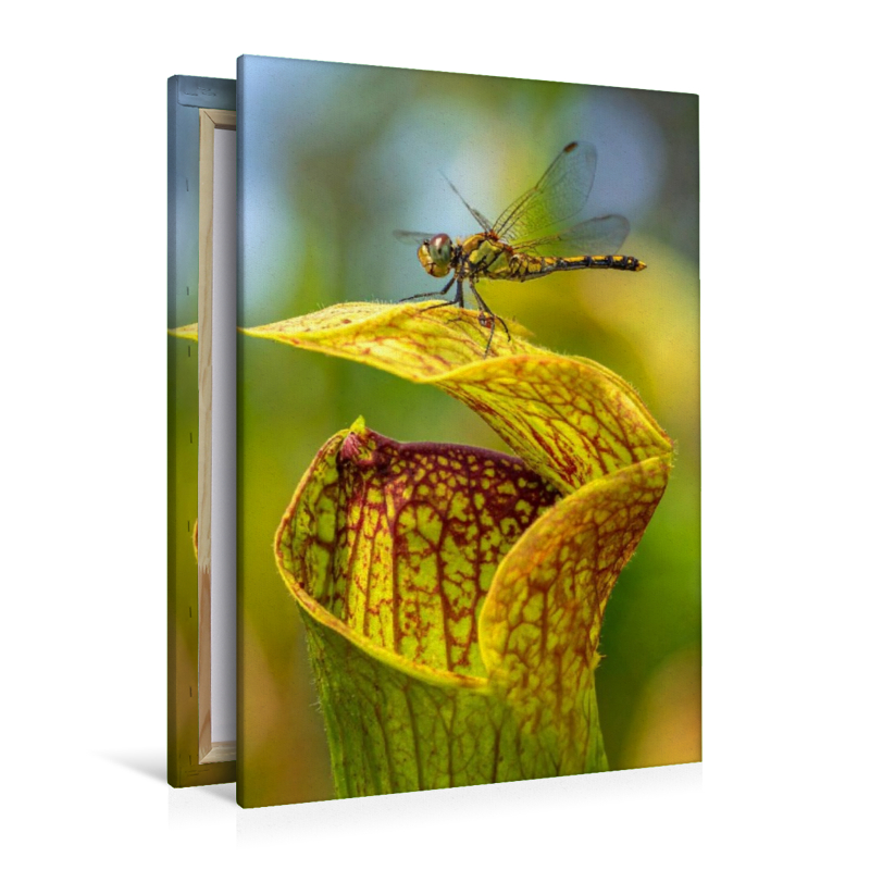 Fleischfressende Sarracenia mit Besucher