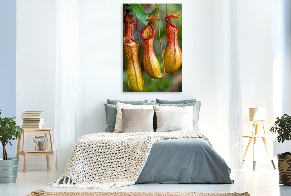 Fleischfressende Kannenpflanzen