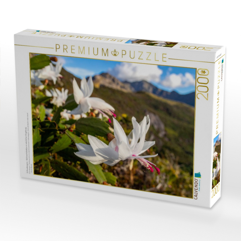 Schlumbergera - Weihnachtskaktus in natürlicher Umgebung