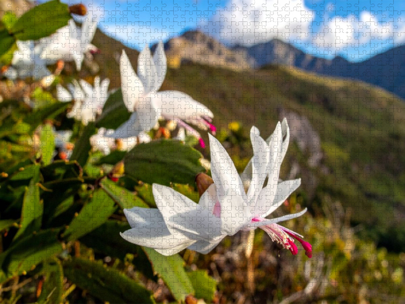 Schlumbergera - Weihnachtskaktus in natürlicher Umgebung