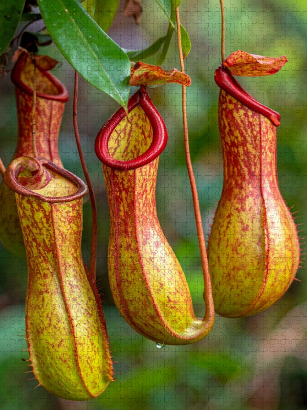 Fleischfressende Kannenpflanzen