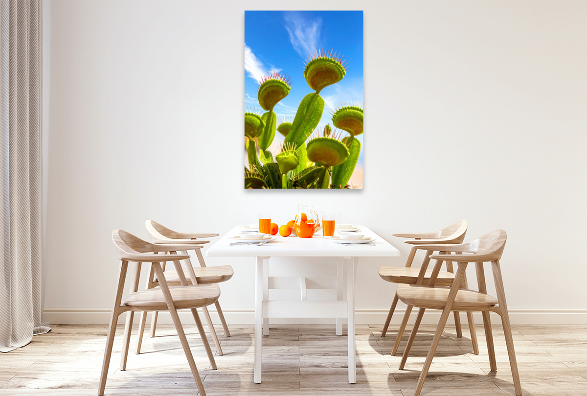 Venusfliegenfallen - Fleischfressende Pflanze