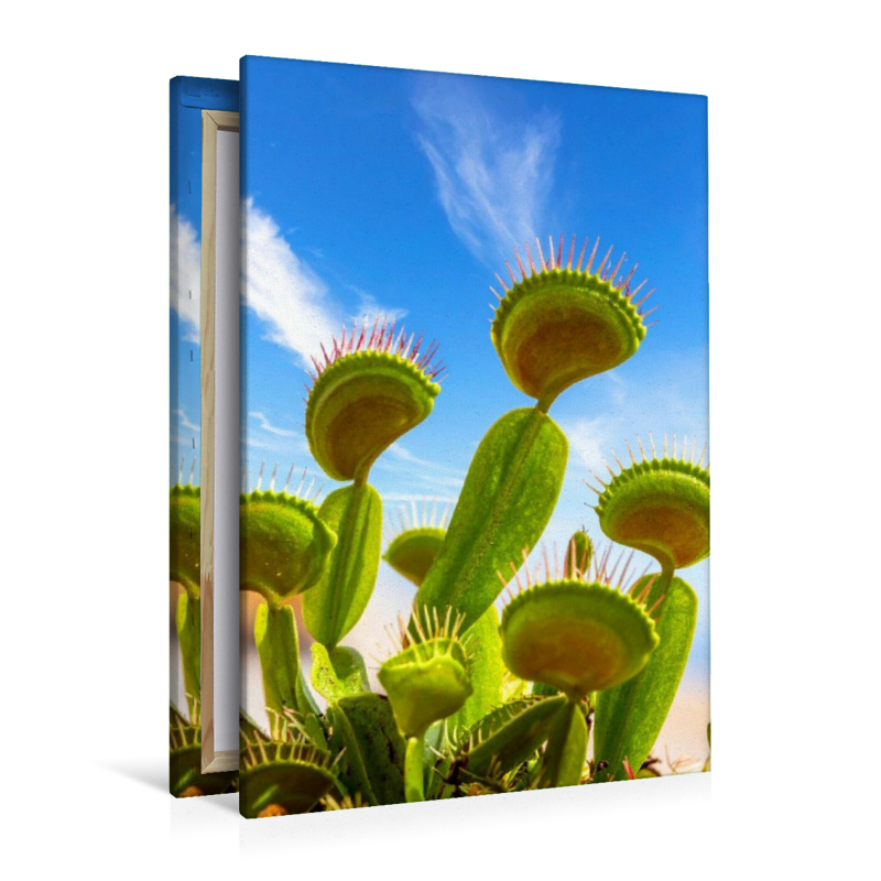 Venusfliegenfallen - Fleischfressende Pflanze