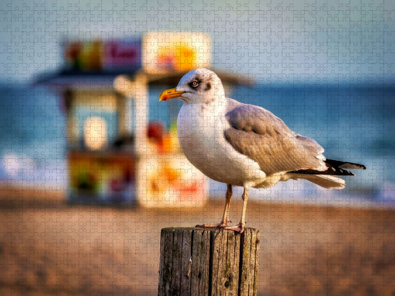 Exklusive Ruhe am endlosen Meer.