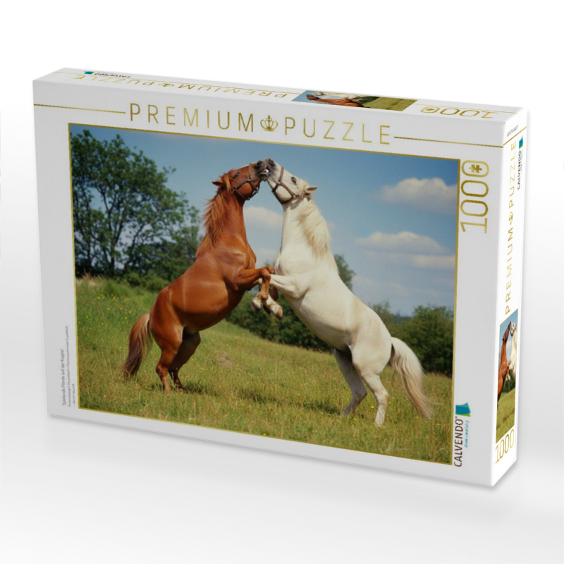 Spielende Pferde auf der Koppel