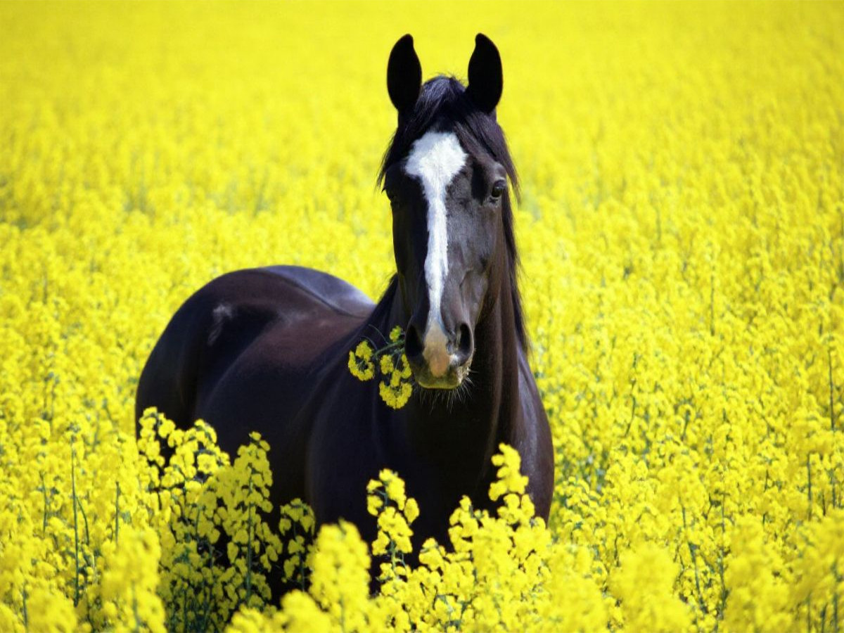 Rappe im Raps - Schwarzes Pferd mit Snack