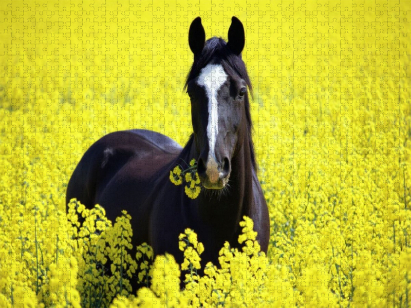 Rappe im Raps - Schwarzes Pferd mit Snack
