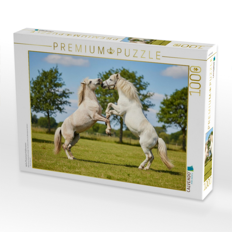 Weiße Pferde beim Kräftemessen