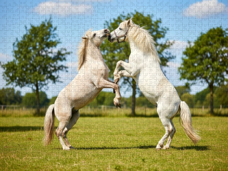 Weiße Pferde beim Kräftemessen