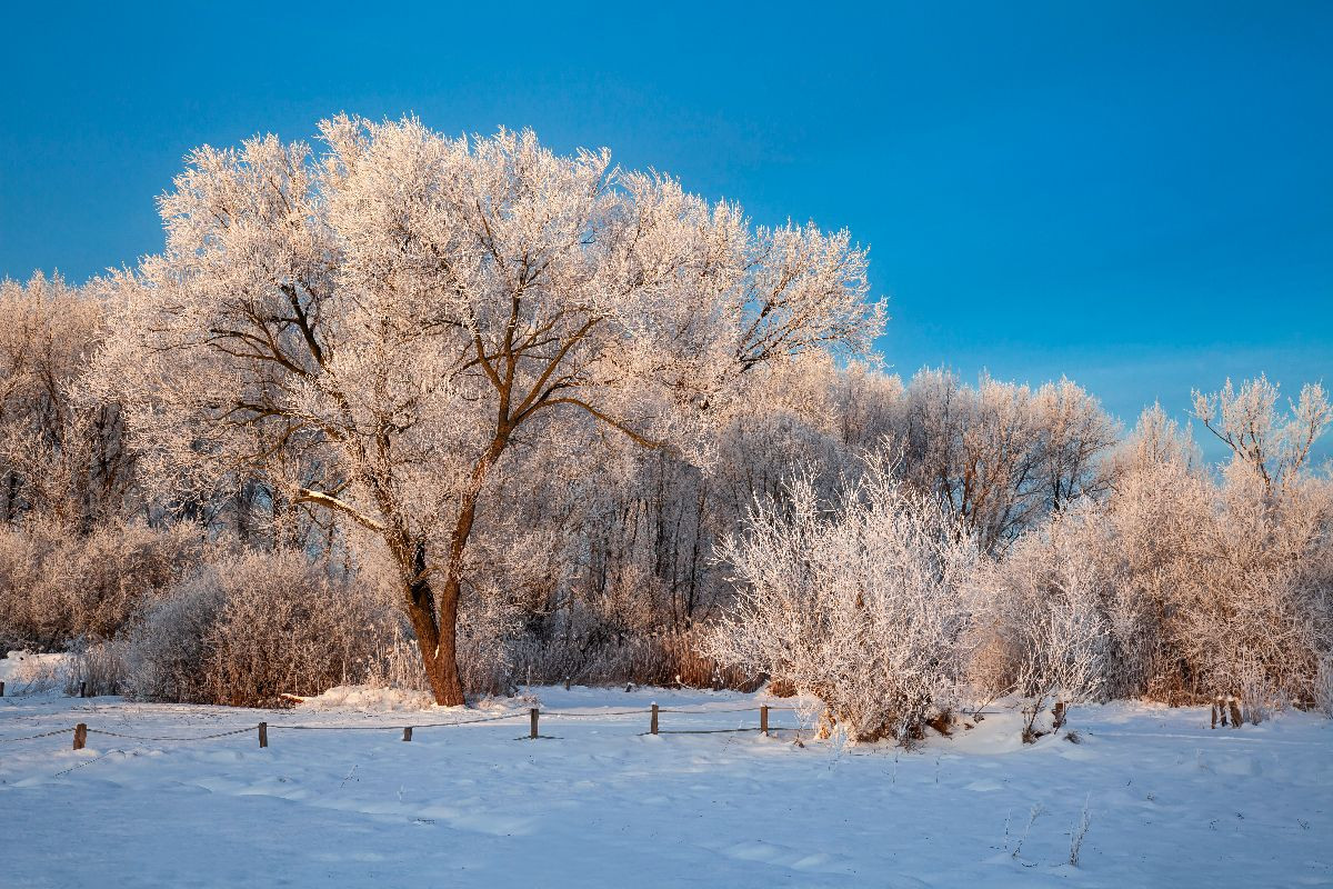Verschneite Bäume am Wilseder Berg,Deutschland
