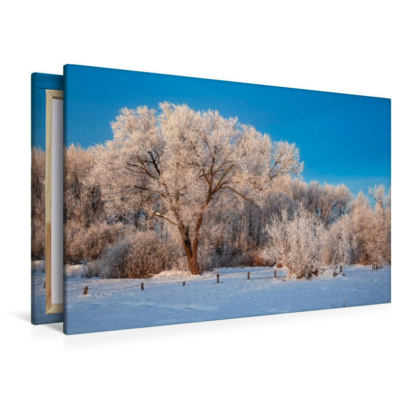 Verschneite Bäume am Wilseder Berg,Deutschland