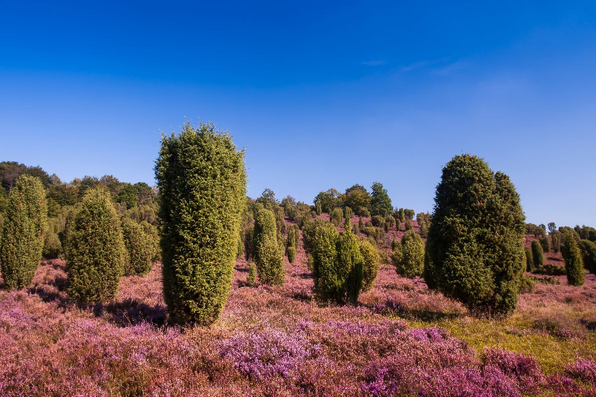 Wacholder in blühender Heide am Wilseder Berg,Deutschland