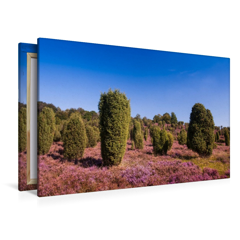 Wacholder in blühender Heide am Wilseder Berg,Deutschland