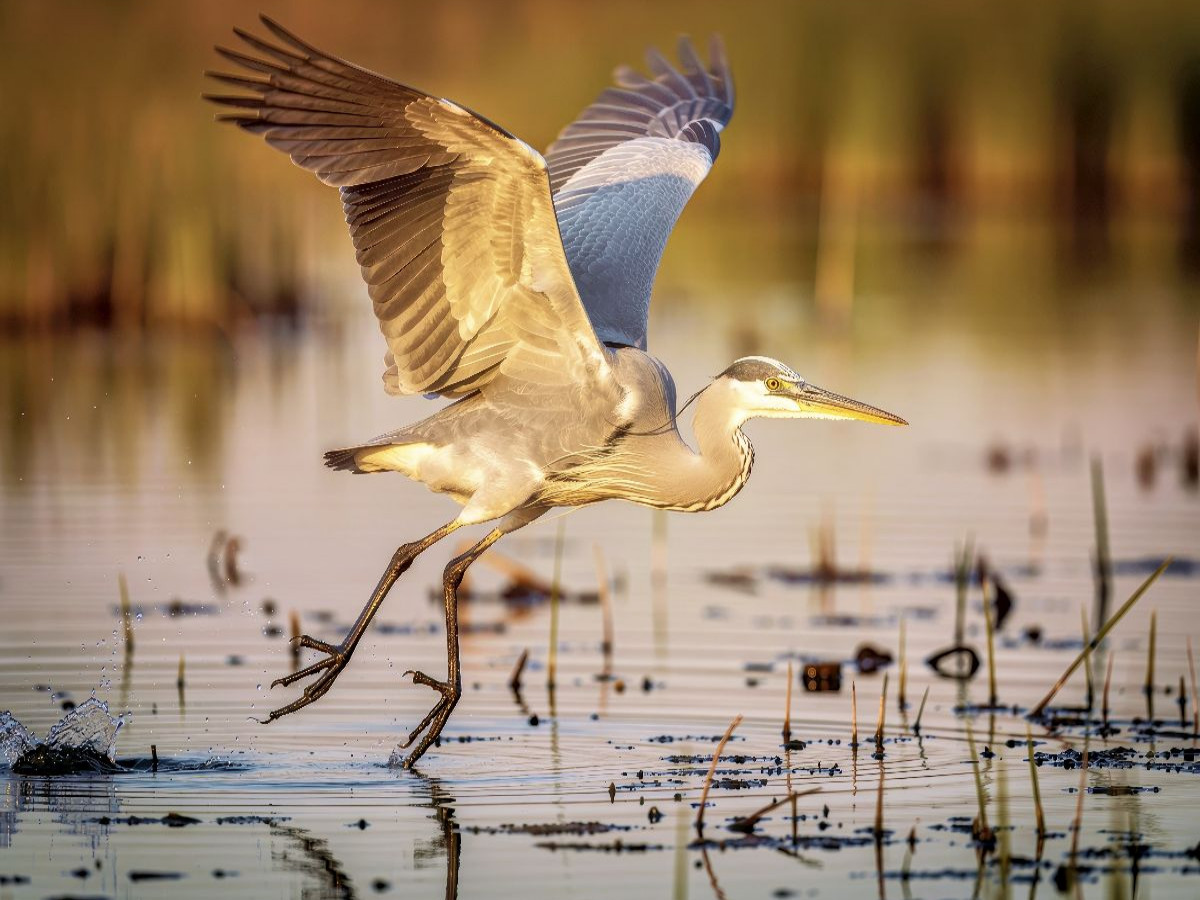 Ein Moment Ruhe, ein Flügelschlag Freiheit.