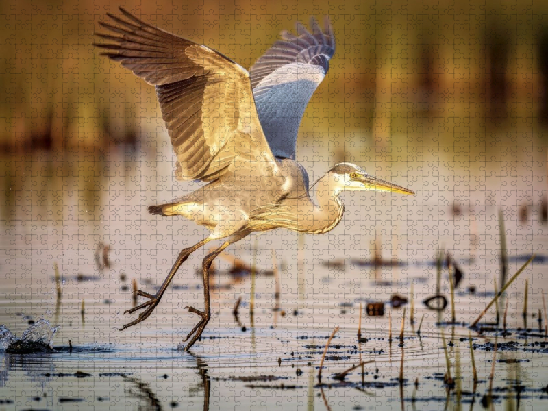 Ein Moment Ruhe, ein Flügelschlag Freiheit.