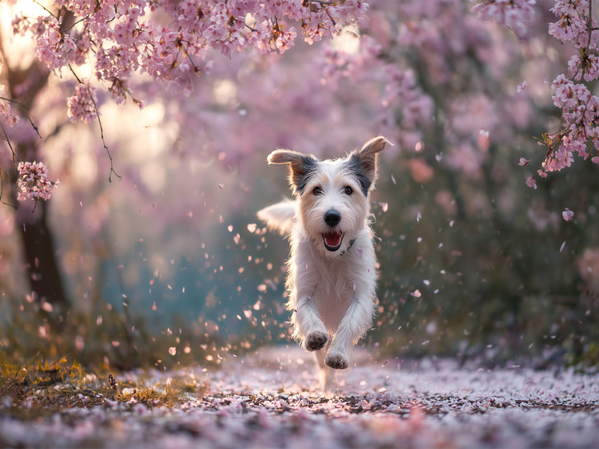 Frühling im Herzen und Blüten im Fell