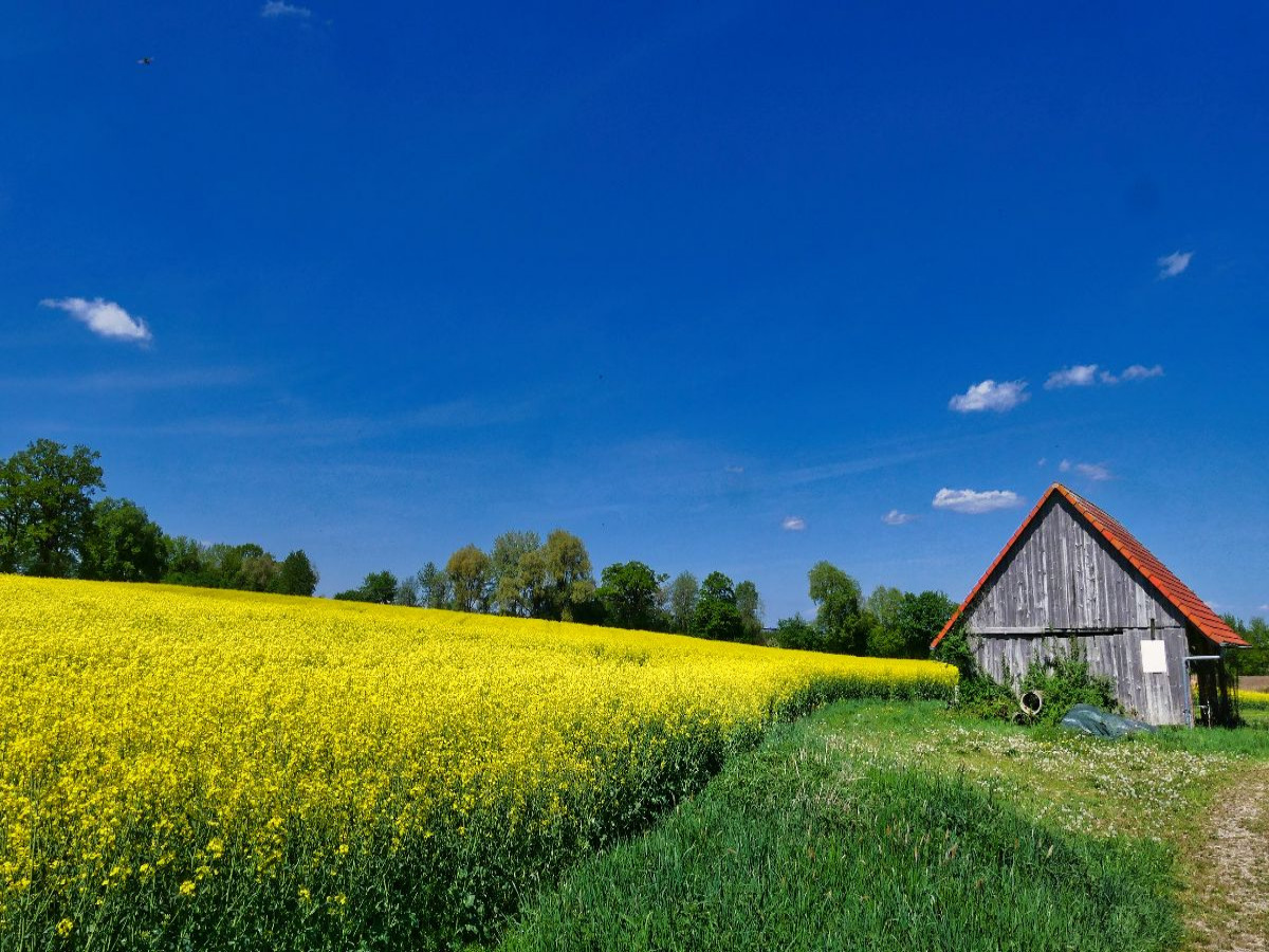 Scheune mit Rapsfeld