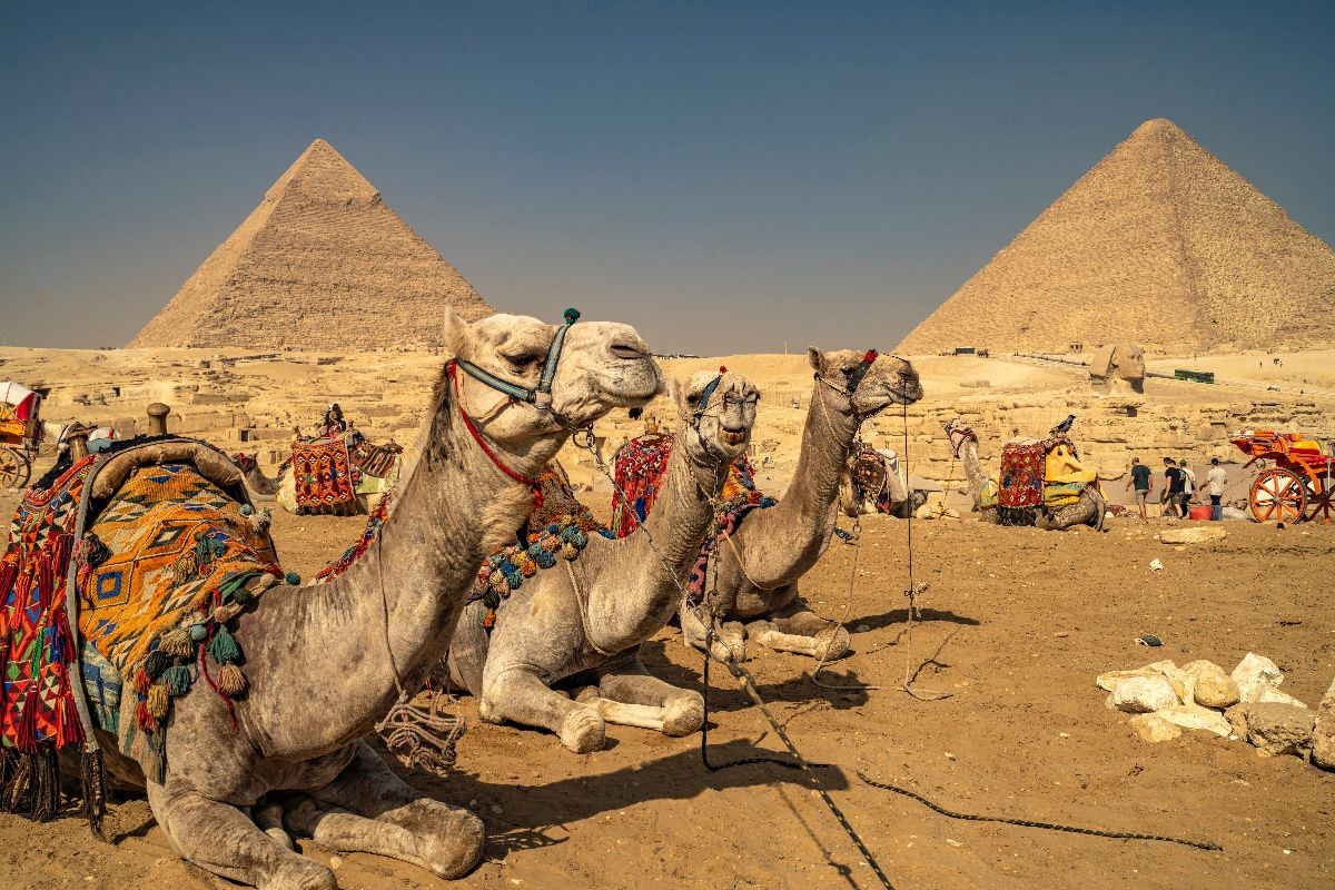 Kamele bei den Pyramiden