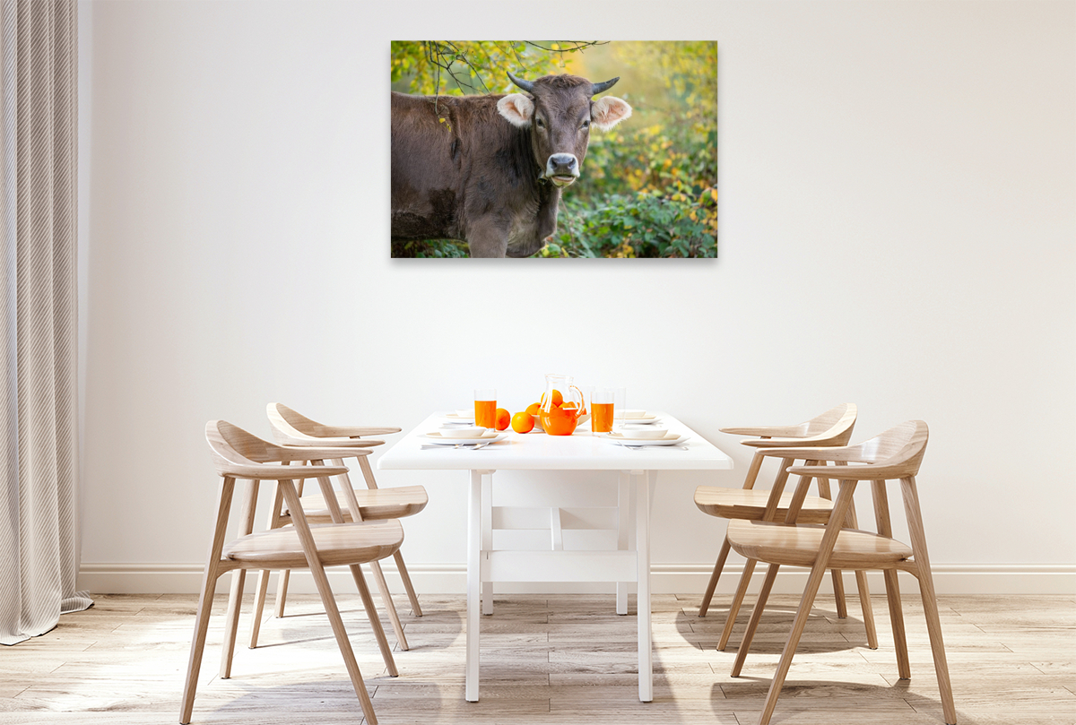 Braunvieh auf der Herbstweide