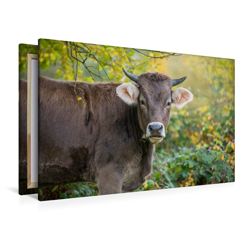 Braunvieh auf der Herbstweide