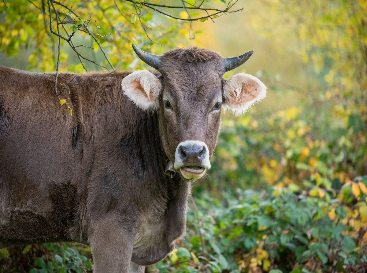 Braunvieh auf der Herbstweide