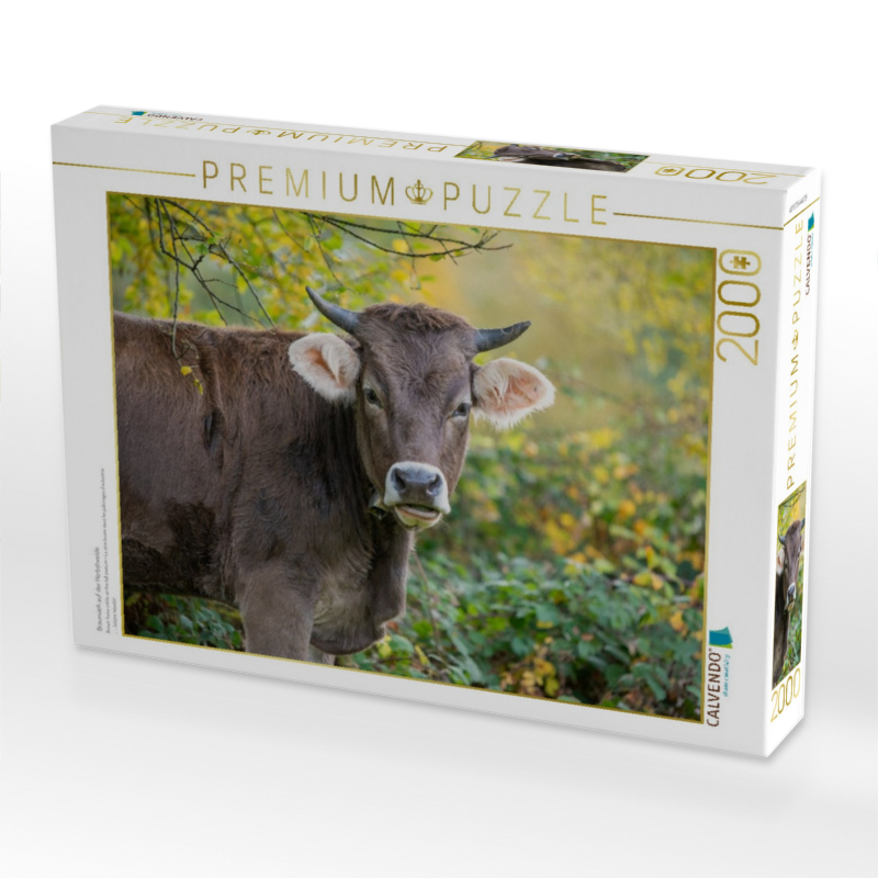 Braunvieh auf der Herbstweide