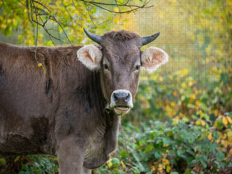 Braunvieh auf der Herbstweide