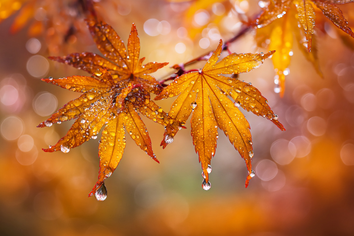 Jeder Tropfen spiegelt das Leben