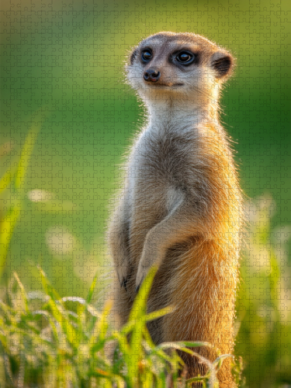 Ein Motiv aus dem Kalender Wächter der Wüste