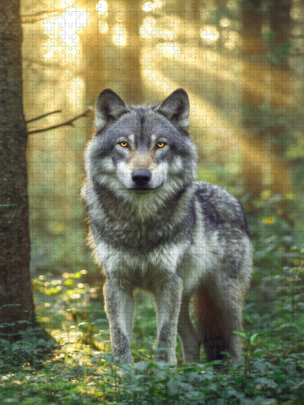 Im Herzen der Natur wacht ein König