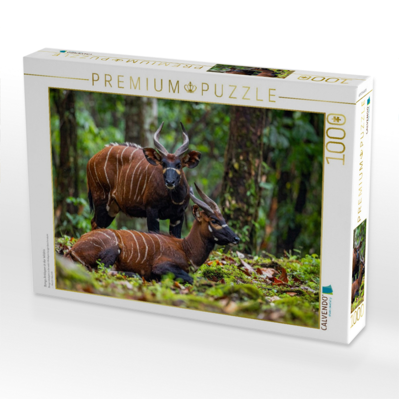 Bongo Antilopen in der Wildnis