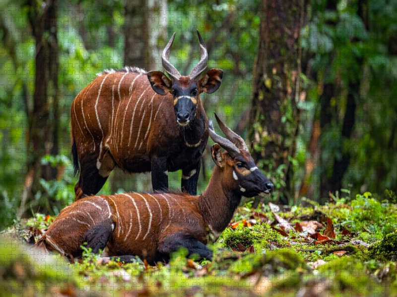 Bongo Antilopen in der Wildnis