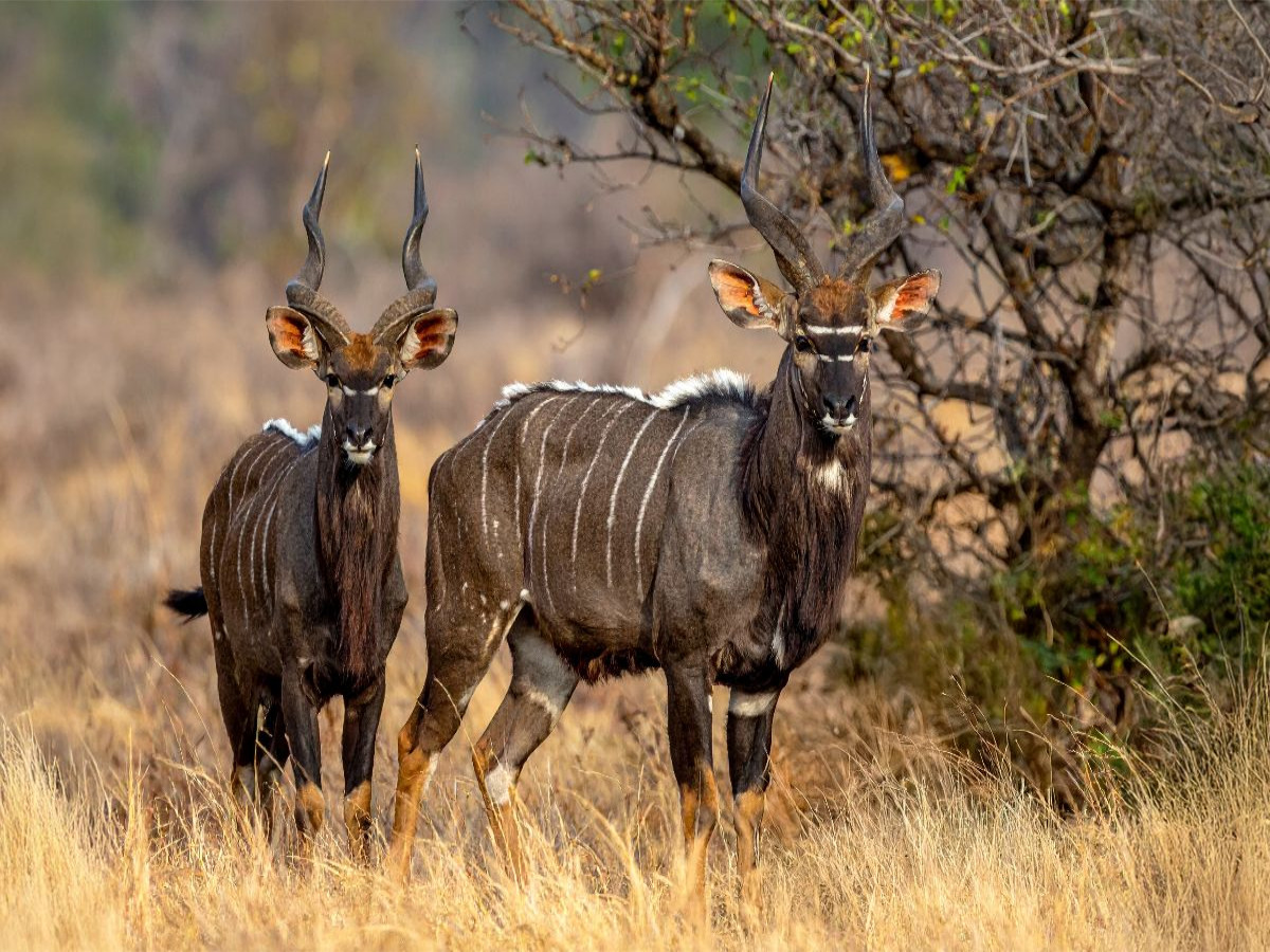 Nyala Antilopen in der Savanne