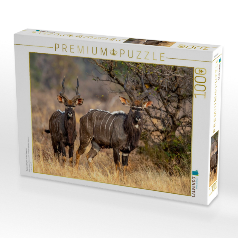 Nyala Antilopen in der Savanne