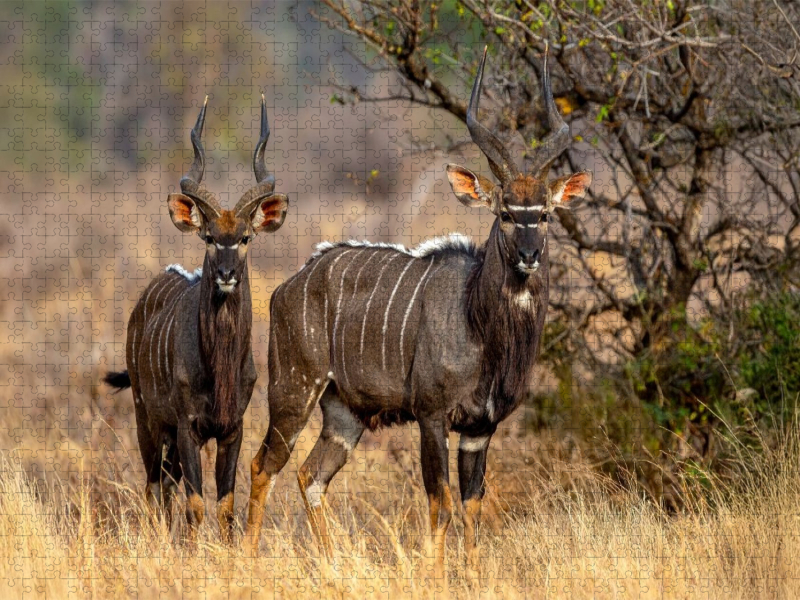 Nyala Antilopen in der Savanne