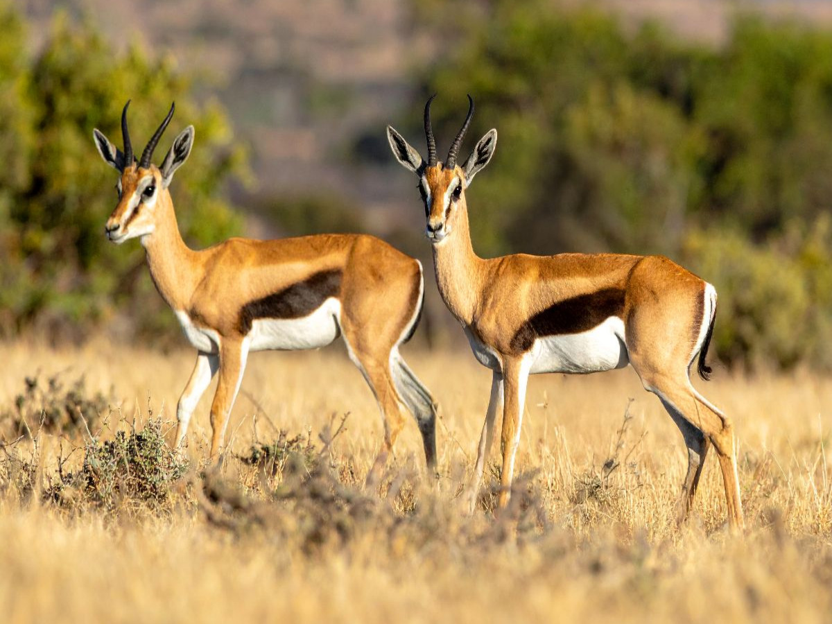 Springbock Antilopen in der Savanne