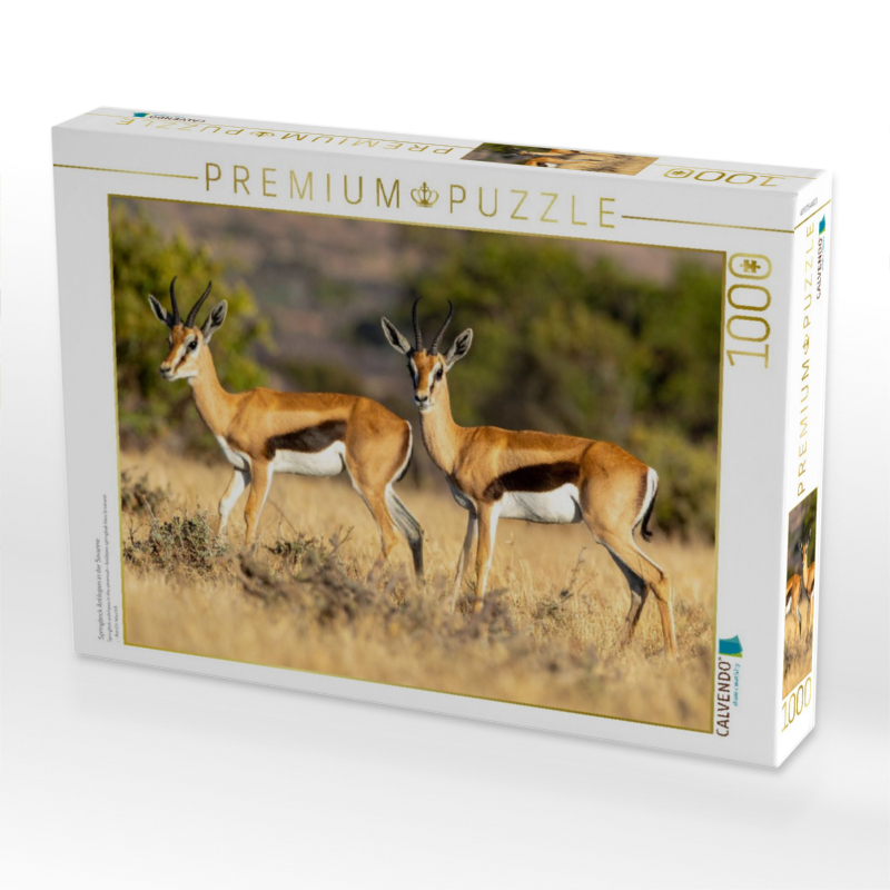 Springbock Antilopen in der Savanne