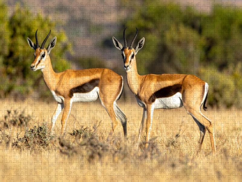 Springbock Antilopen in der Savanne