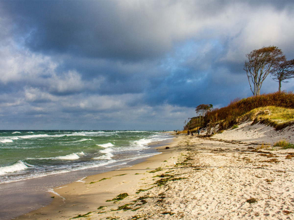 Wilder Darßer Weststrand