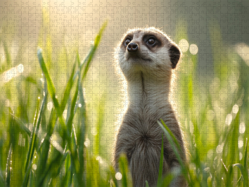 Frühling, Ich bin bereit