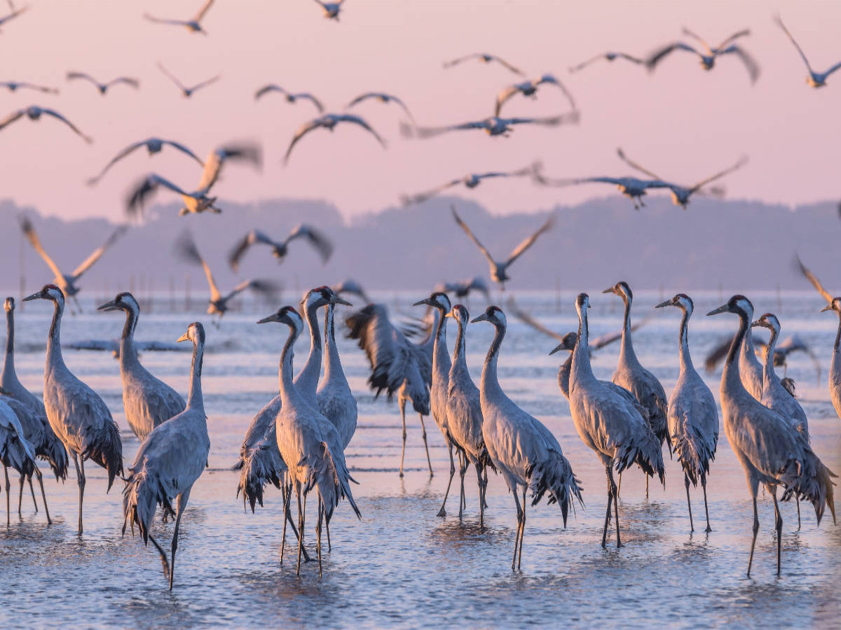 Kraniche im Kölpinsee am Schlafplatz  und im Abflug