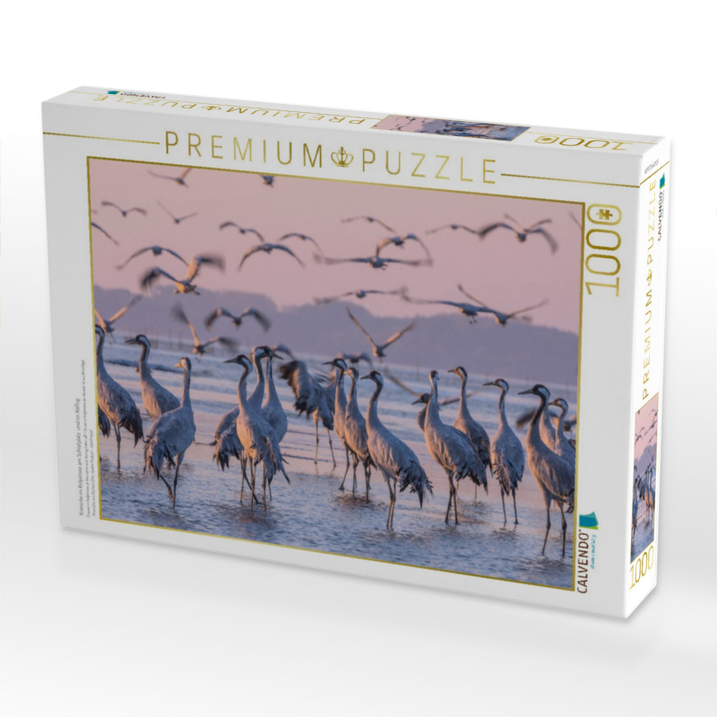 Kraniche im Kölpinsee am Schlafplatz  und im Abflug