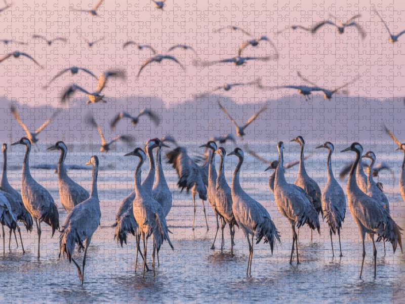 Kraniche im Kölpinsee am Schlafplatz  und im Abflug