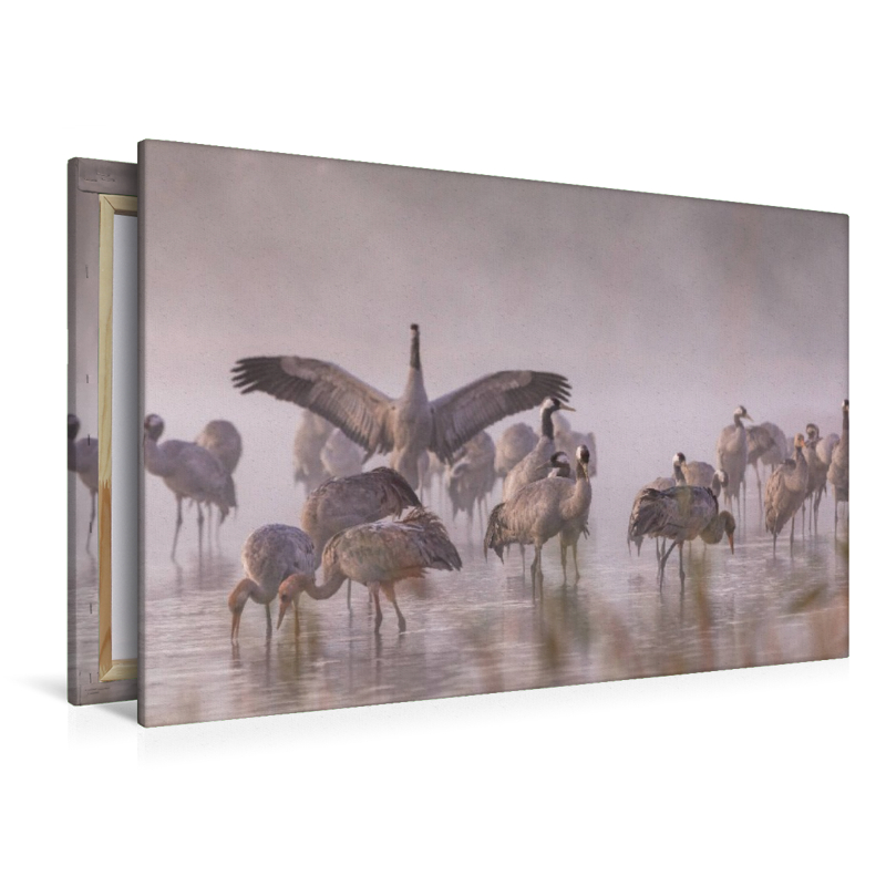 Ein Motiv aus dem Kalender Kraniche am Schlafplatz - im Naturparadies der Mecklenburgischen Seenplatte