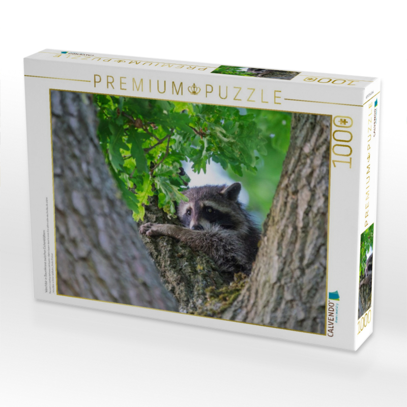 Waschbär in Baumkrone zwischen Eichenblättern