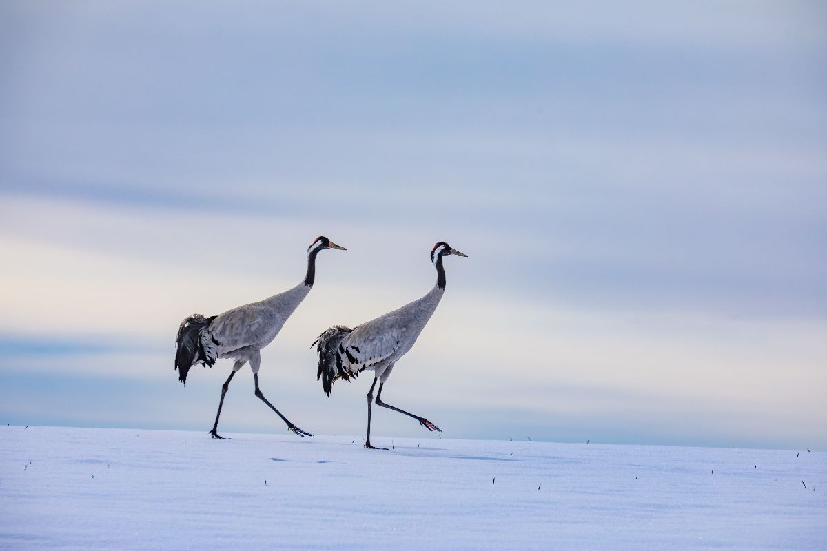 Winterspaziergang der Kraniche auf verschneitem Feld