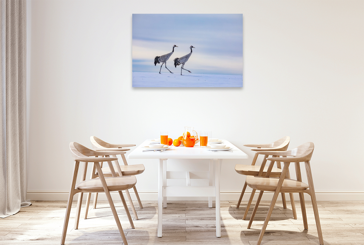 Winterspaziergang der Kraniche auf verschneitem Feld