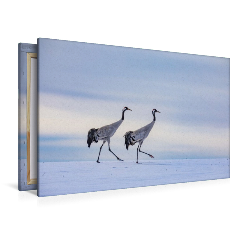 Winterspaziergang der Kraniche auf verschneitem Feld