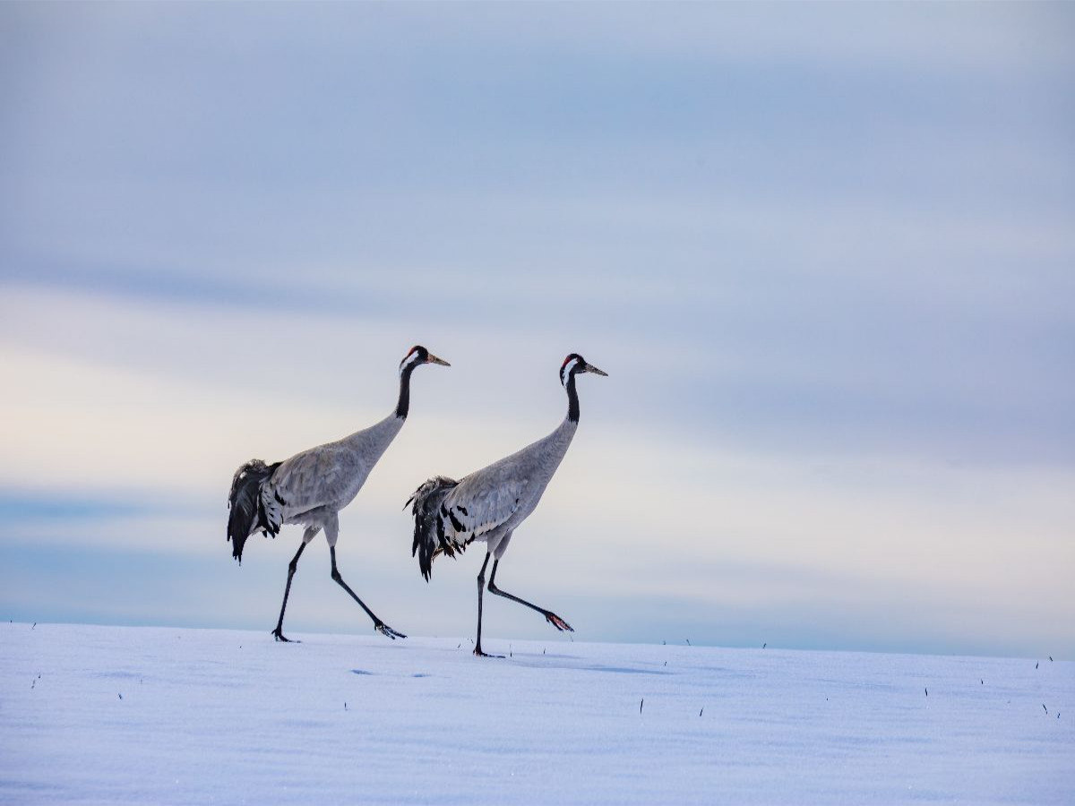 Winterspaziergang der Kraniche auf verschneitem Feld